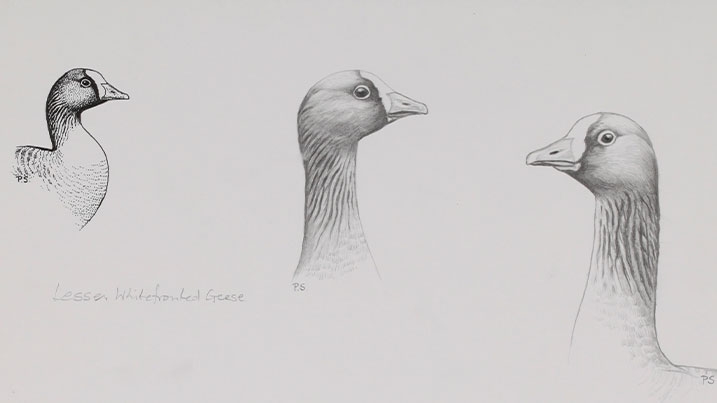 Three individual hand sketches of geese on a plain white background