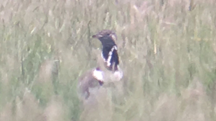 Little bustard amongst long vegetation at Slimbridge 2019