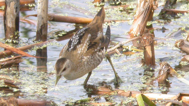 A little crake wades through shallow water