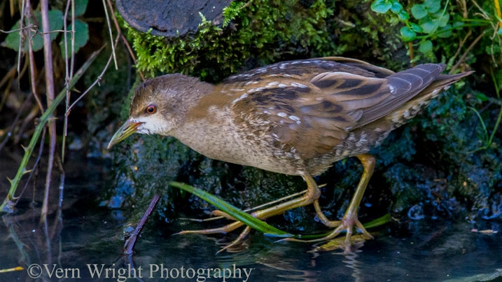 A little crake in shallow water against a moss covered tree stump in the background