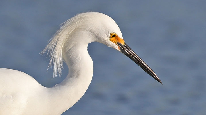 A close up of the head and neck of a snowy egret