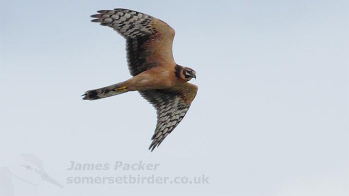 pallid harrier silouetted against a grey sky