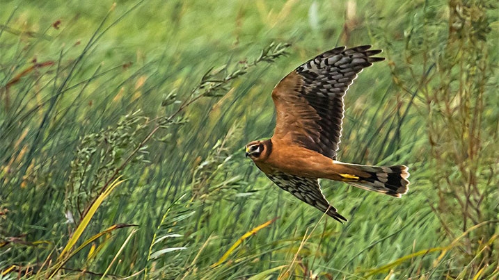 pallid harrier flying from right to left through long vegetation