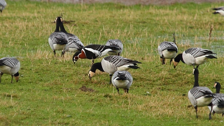 a red-breasted goose amongst barnacle geese on grassland