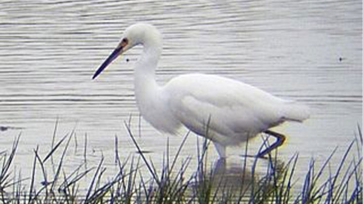 A snowy egret wades through water from right to left