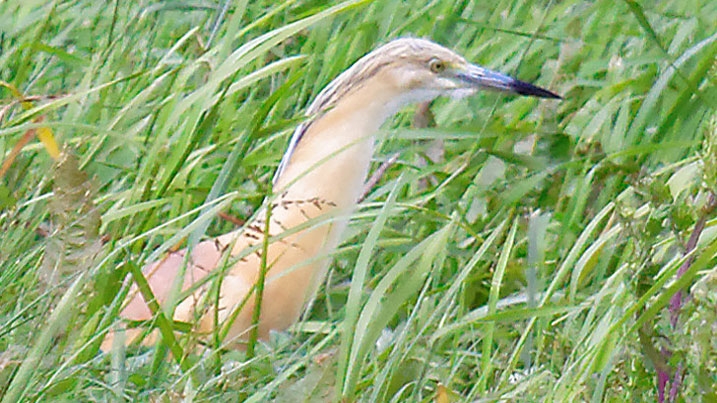 A squacco heron amongst tall vegetation