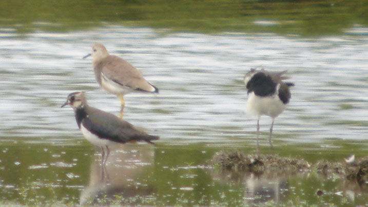 White-tailed lapwing with two lapwing wading in shallow water