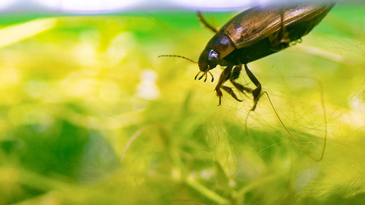 A great diving beetle hangs in the water surrounded by pond weed