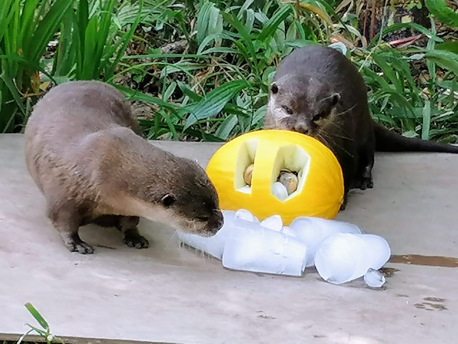 Asian small-clawed otters.JPG