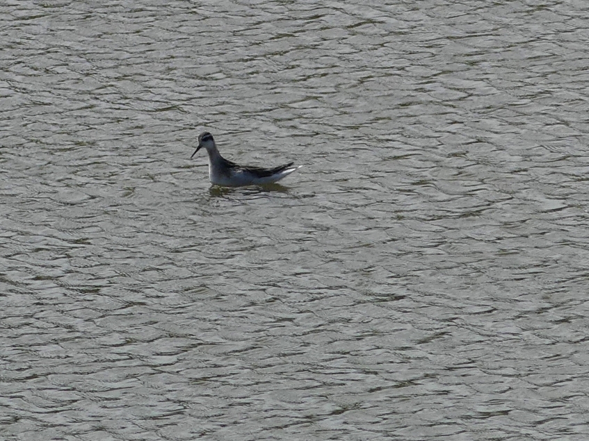 Me, a birder?