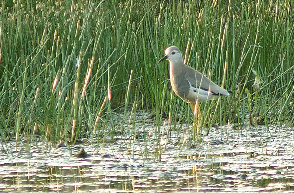 Top 20 rarest birds ever found at WWT sites 