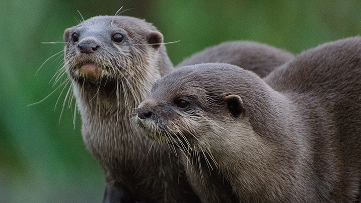 Meet the otters