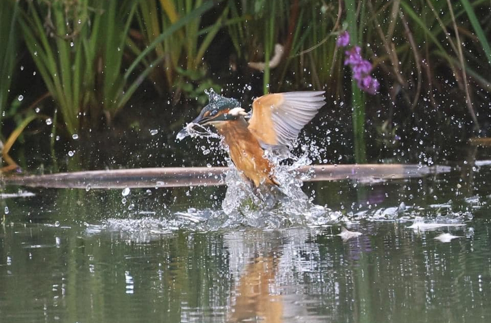 Juvenile kingfishers around