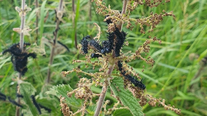 tortoiseshell caterpillars.jpg