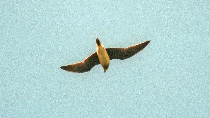 Black-winged pratincole in flight at Martin Mere