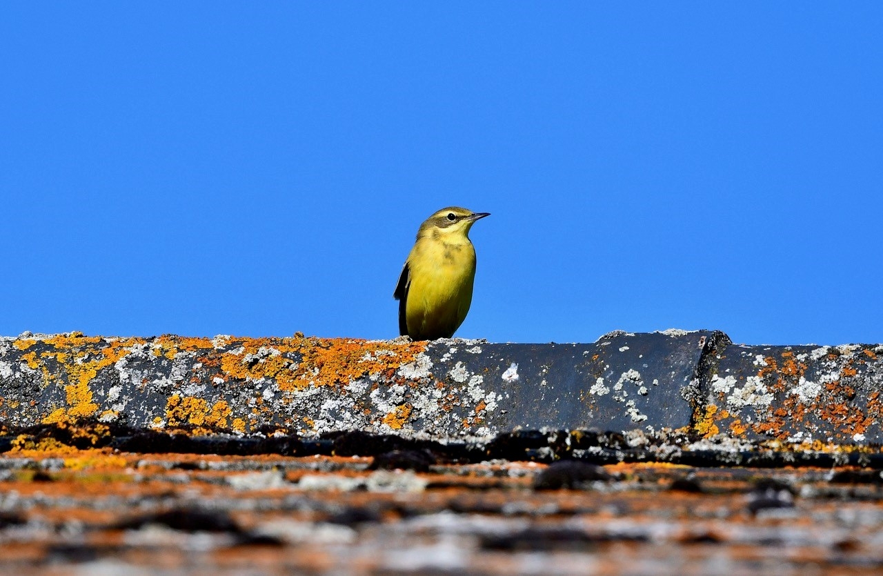 Welney sightings - 22/04/2026