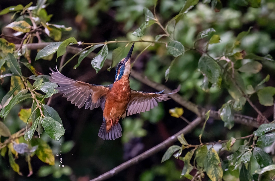 Kingfisher adults & juveniles all active on site