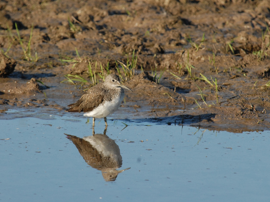 Wildlife Sightings for 21st June 2026