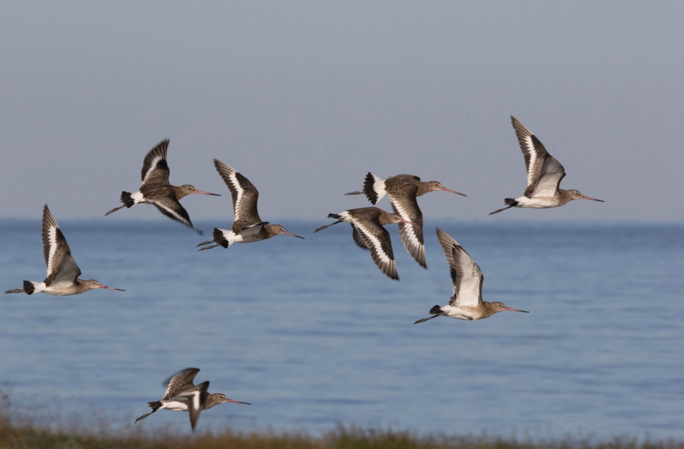  Godwit Futures Project awarded £400,000 to bolster endangered waders