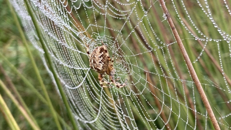 Maybe I should become a spider expert?