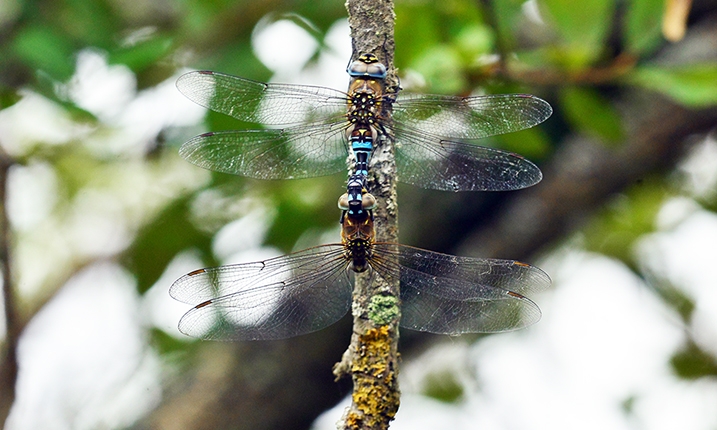 AR migrant hawker mate 717x430.jpg