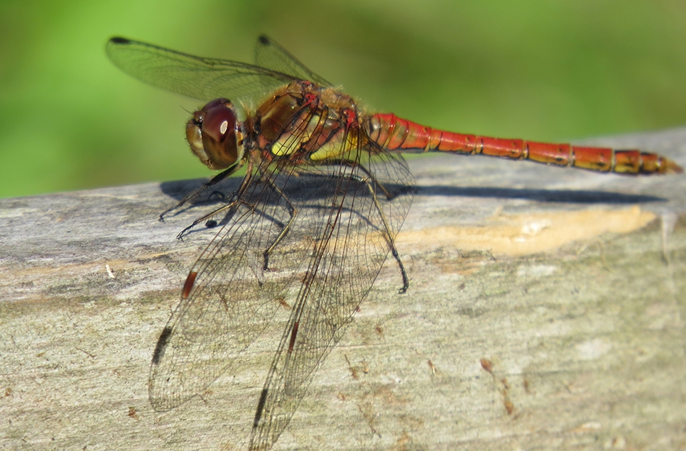 Hawkers and common darters  