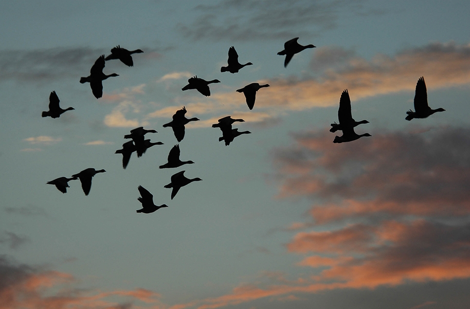 Autumn migration is in full swing for many birds