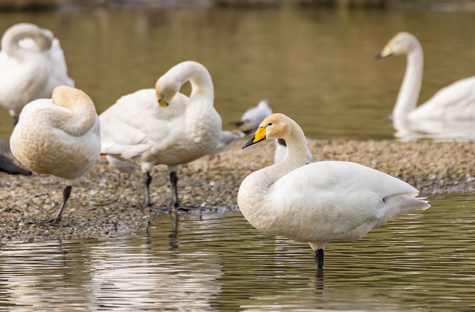 Whooper swan - Wader Lake - March 19 Ian H 966x635.jpg