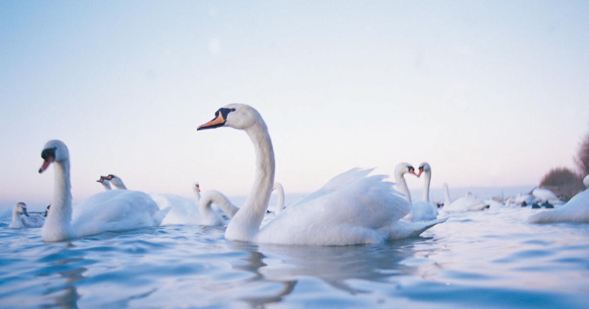 Call to clean up Lough Neagh