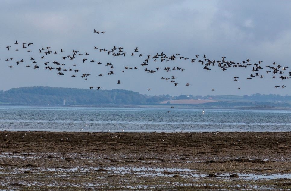 Get ready for The Big Brent Weekend at WWT Castle Espie this October