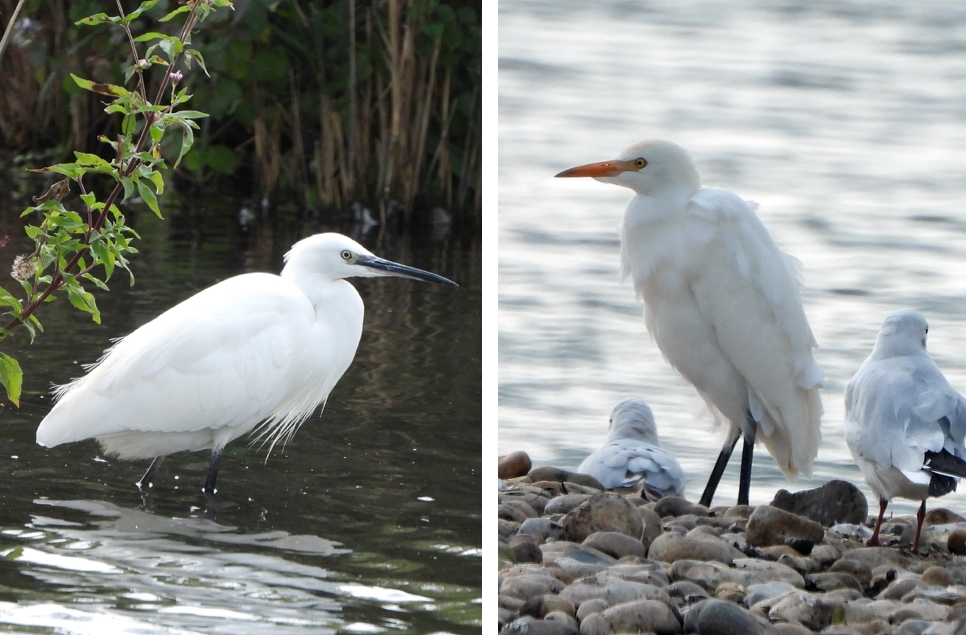Little egret with black bill on the left a cattle egret with yellow bill on the right.