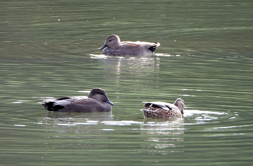 Gadwall numbers up