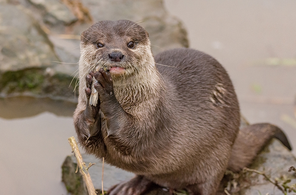 Musa otter eating - otter - Ian H 966x635.jpg