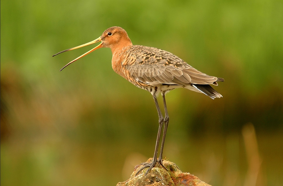 Project Godwit Action Plan sets the priorities for the next decade 