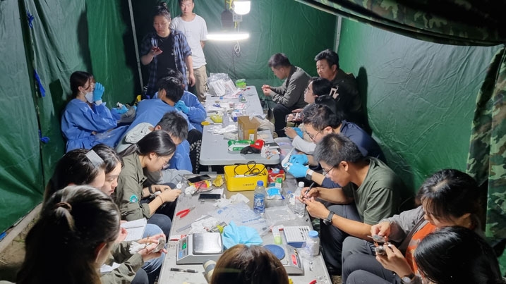 A team of Chinese students in a tent at night measuring various aspects of the spoonies that have been caught
