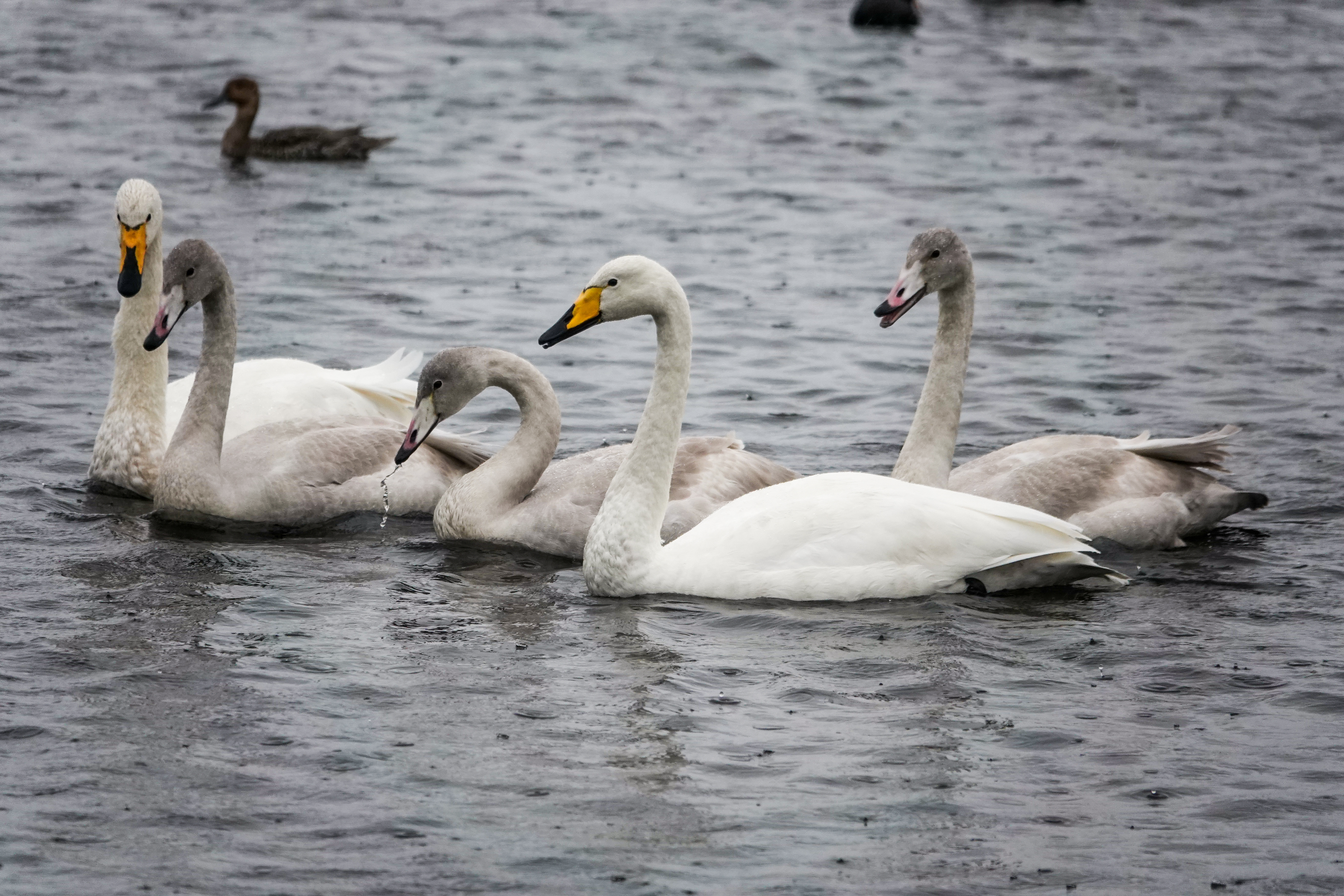 A family of 5 whooper swans on the mere at WWT Martin Mere