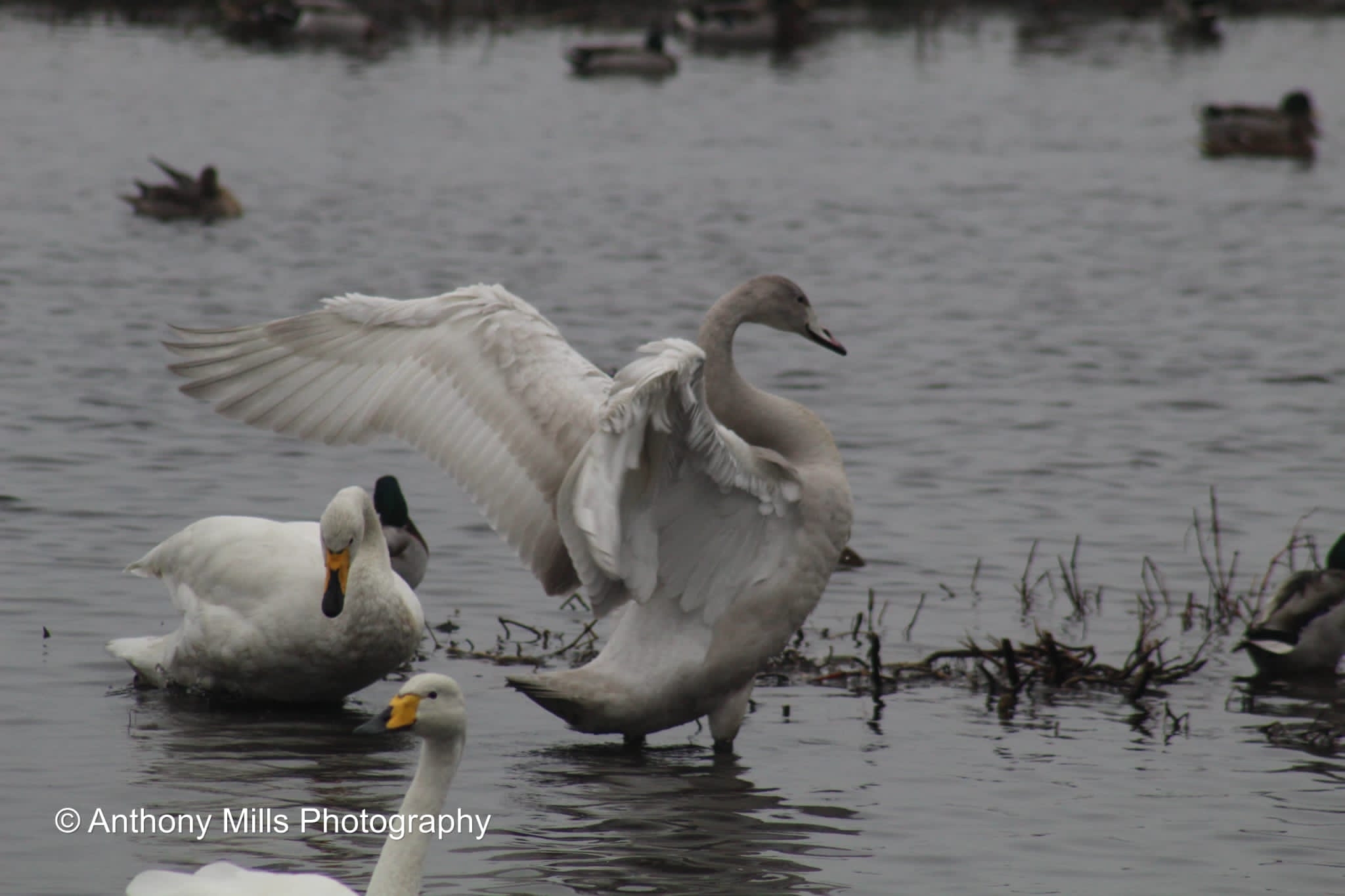 Latest Sightings