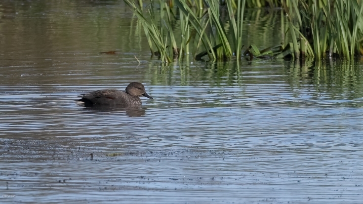 Gadwall.jpg