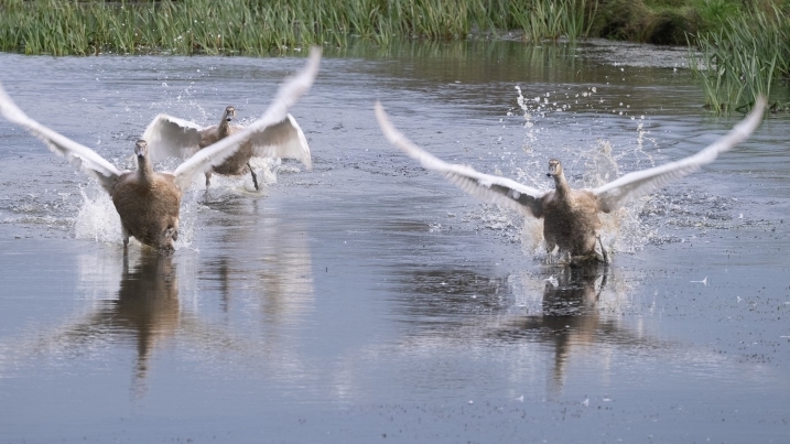 Swan Take-off.jpg