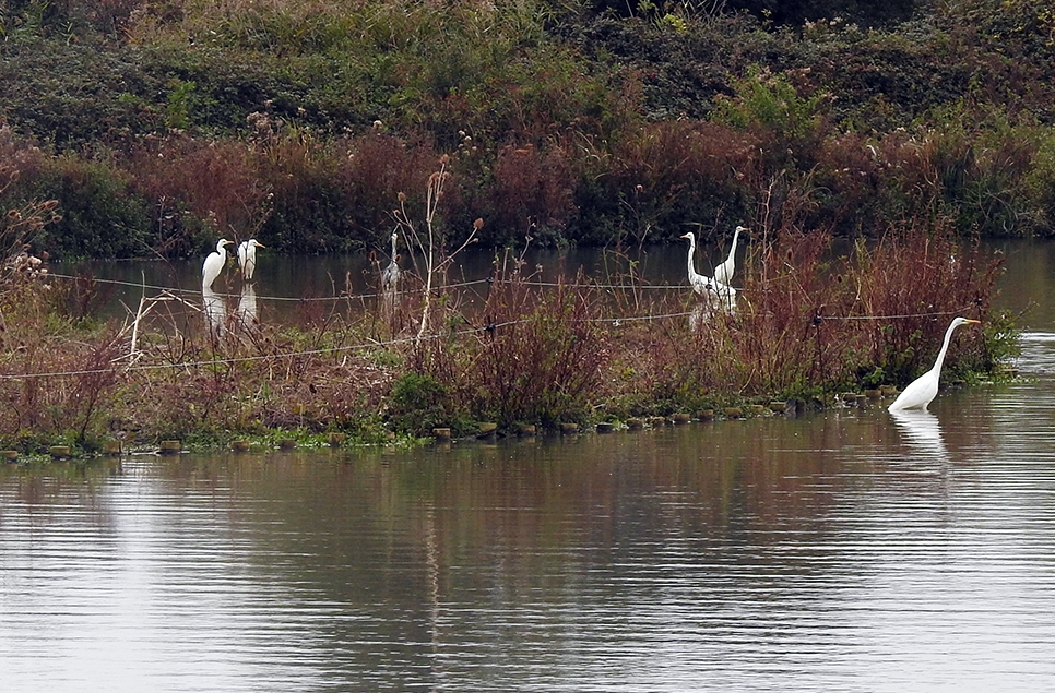 Seven great egrets!