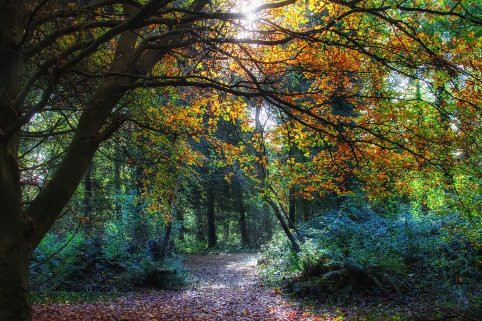 7 signs of autumn at Castle Espie