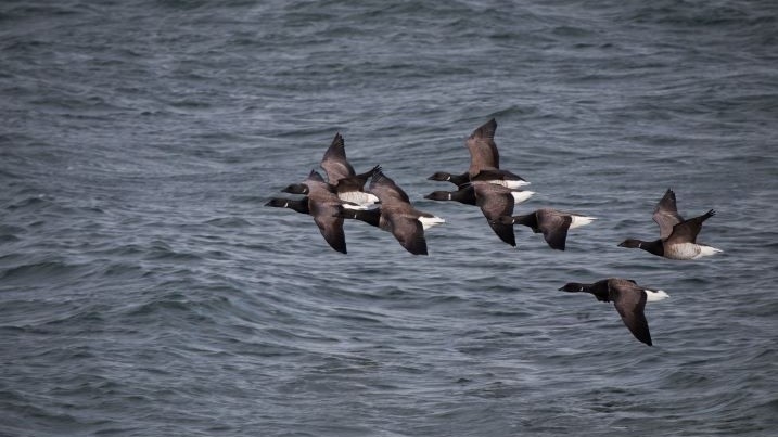 Flock of brent geese in flight