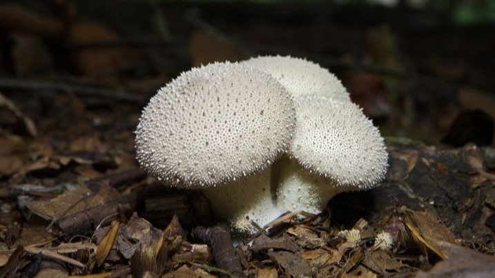 Puffball mushrooms