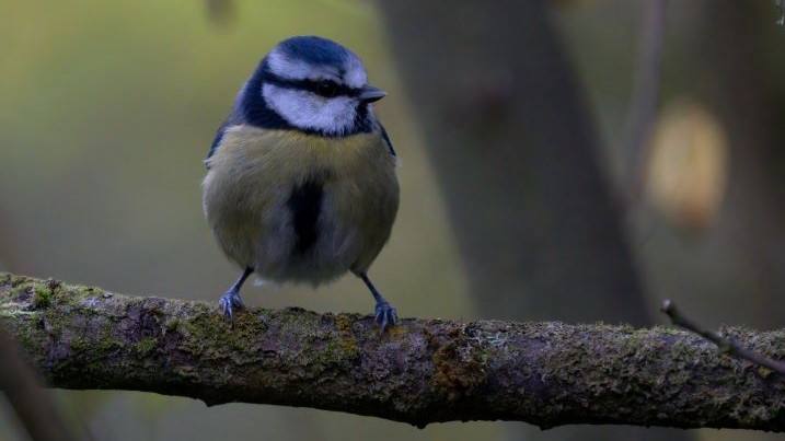 Blue tit on a branch