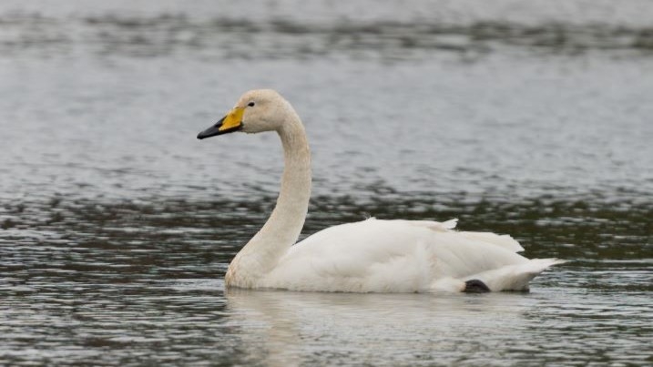 Whooper swan