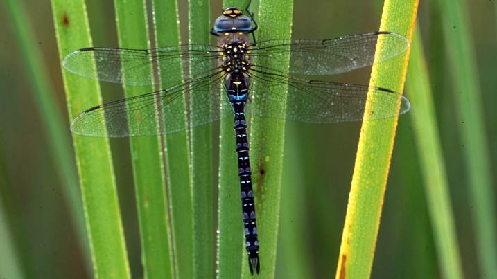 Migrant hawker dragonfly 