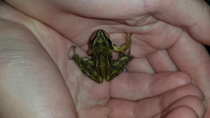 frog.jpg