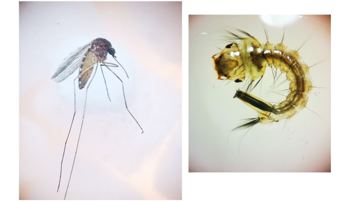 mosquito collage.jpg