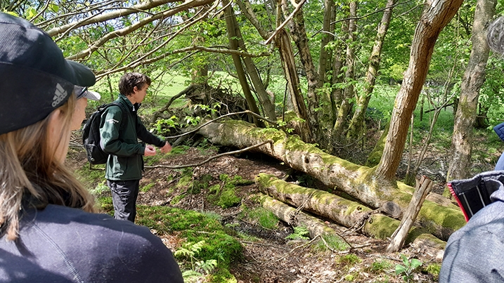 Leaky dam at Dorking NFM scheme, Surrey