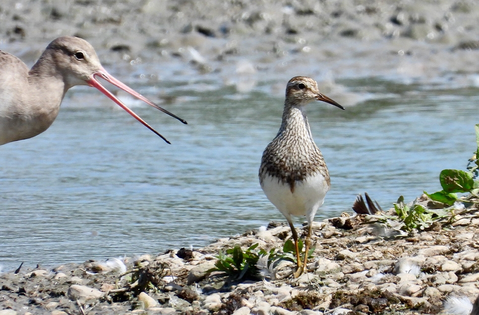 Autumn rare bird roundup at WWT: wader spectacular